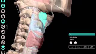 LearnVisible Body  Larynx [upl. by Marthe]