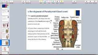 Development of parathyroid gland [upl. by Kenway]