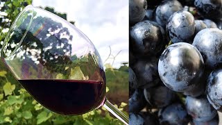 VINHO BRASILEIRO Alta Quantidade de RESVERATROL [upl. by Aelyk580]