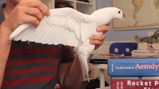 How Bird Wings Work Compared to Airplane Wings  Smarter Every Day 62 [upl. by Supat]