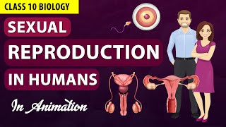 Sexual reproduction in human beings class 10 biology NCERT SCIENCE [upl. by Danya915]