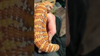 Beautiful Northern Blue Tongue Skink reptiles [upl. by Selda]