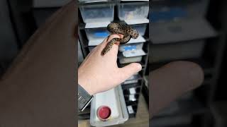 Spotted Pythons at JDH Reptiles [upl. by Dronel]