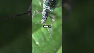 Meet the acorn weevil [upl. by Flemming]