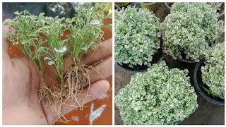 How To Propagate Aralia From Cuttings  Aralia plant Care  Johnson Engleng [upl. by Ahsieyn]