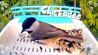 Chickadee Capturing the Cutest Bird Moments Ever [upl. by Hanna106]