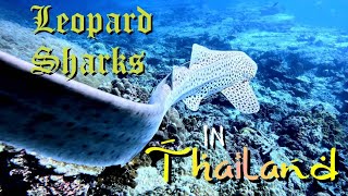 Wanna see Leopard Sharks in Thailand Dive Hin Bida [upl. by Retsim]