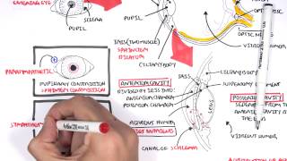 Anatomy  Eye Overview [upl. by Dom]