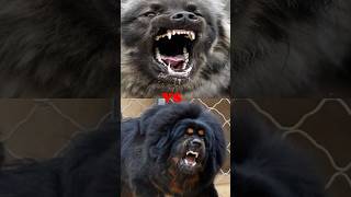 CAUCASIAN SHEPERD VS TIBETAN MASTIFFWOLFDOGIRISH WOLFHOUNDROTTWEILER [upl. by Garaway]