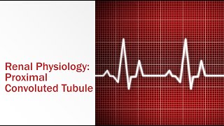 Renal Physiology Proximal Convoluted Tubule [upl. by Alyse]