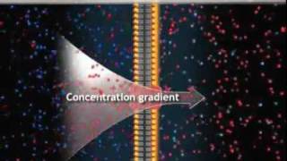 How the cells equilibrium potential is established [upl. by Toffic139]