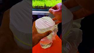 How to Make Infusoria for Betta Fry [upl. by Enelym]