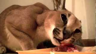 Caracal Feeding Time Growls Closeup [upl. by Seaver]