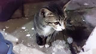 Do You Love Cat And Dog My Dog So Smart Enjoy Watching [upl. by Onaivlis]