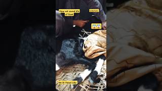 How vet saved life of GoatListeriosisCircling Disease drfaisallillavet shortsshorttrending [upl. by Marys999]