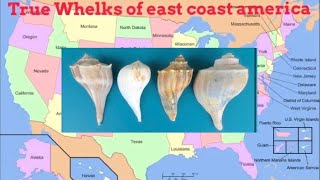 True whelks of east coast America knobbed whelk biology Atlantic sea shells [upl. by Eimmak747]