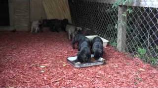 Presa Canario  Bearclaw Kennels  Presa Canario puppies 2 [upl. by Akiehs]