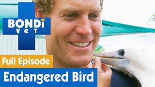 Treating An Endangered Abbotts Booby Bird 🐦  Bondi Vet Season 7 Ep 12  Bondi Vet Full Episodes [upl. by Fox]