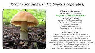 Колпак кольчатый Cortinarius caperatus [upl. by Ennylcaj]