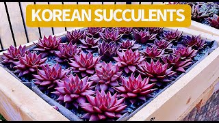 336 Part 1 SHOPPING KOREAN SUCCULENTS IN SAN JOSE  MUA và NGẮM SEN HÀN Ở SAN JOSE  SEN HÀN Ở MỸ [upl. by Arne]