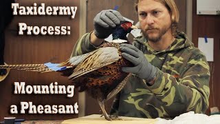 Mounting a RingNecked Pheasant Taxidermy Process How To Overview Wildlife Animal Art Taxidermist [upl. by Naujid]