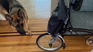 German shepherd inspects my Brompton bicycle  Folding bikes are the future in New York City [upl. by Aysab667]