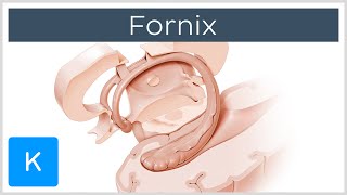 Fornix of the Brain Structure amp Function  Human Anatomy  Kenhub [upl. by Kerk]