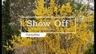 30 Seconds with Show Off® Forsythia [upl. by Akenet995]