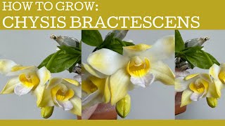 How to grow Chysis bractescens [upl. by Yenohtna]