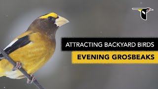 Attracting Backyard Birds Evening Grosbeaks [upl. by Collier605]