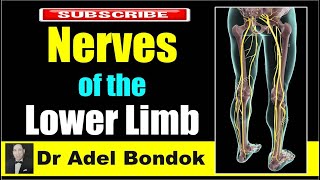 Nerves of the Lower Limb Dr Adel Bondok [upl. by Mya]