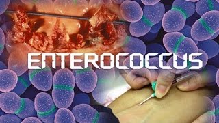 Enterococcus [upl. by Kristel483]