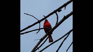 A Northern Cardinal Singing In The Evening  Bird Calls and Sounds  shorts [upl. by Htiekal]