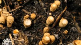 Cyathus striatus a birds nest fungus [upl. by Amar]