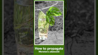 How to propagate monstera adansonii from cuttings [upl. by Acimot]