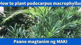 Paano Magtanim ng Maki  How to plant Podocarpus Macrophyllus [upl. by Annaul594]