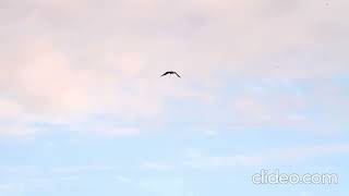 Blackshouldered Kite [upl. by Ansilme]