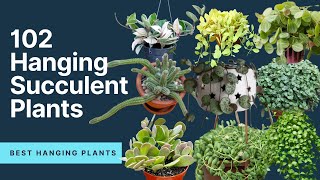 102 Hanging Succulent Plants  Trailing succulents  MOODY BLOOMS [upl. by Ecilahc]