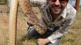 BULL SNAKES  All Across America [upl. by Dolores990]