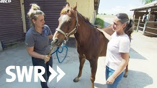 Eine Katze ein Westernpferd und vier Küken  SWR Tierarztgeschichten [upl. by Fante]