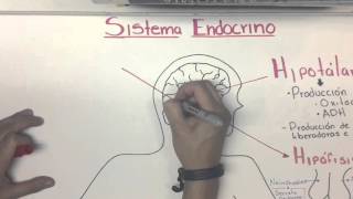 Sistema Endocrino Introducción [upl. by Lorenzo]