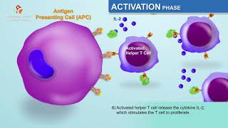 The Humoral Immune Response  Immunology Animations [upl. by Moll]