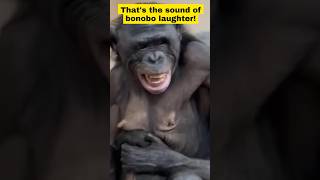 Bonobo Laughs [upl. by Ledba]