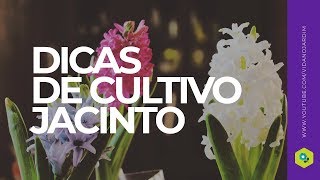 Dica de cultivo de jacinto [upl. by Barncard]