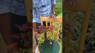 Coleus Outdoor amp Indoor Plants इस पौधे के पत्ते Multiple colours में आते है  shortvideo shorts [upl. by Llerrud]