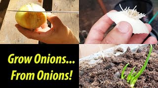 How To Grow An Onion From An Onion Bottom 2019 [upl. by Peednam]