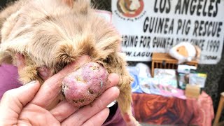 Showcasing Guinea Pig Tumors A Fascinating Discovery [upl. by O'Toole]