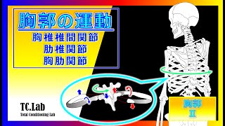 【胸郭の運動】『胸椎椎間関節thoracic facet joint』『肋椎関節costovertebral joint』『胸肋関節sternocostal joint』 胸郭Ⅱ [upl. by Oleg]