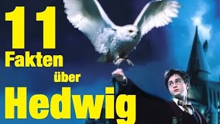 11 FAKTEN über HEDWIG [upl. by Akined916]