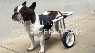 DIY French Bulldog PVC Dog Wheelchair [upl. by Dilisio364]